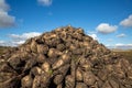 A large pile of sugar beets in the field before being sent to the factory. Ripe sugar beet