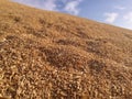 Large pile of wheat from cereal agriculture of Spain.