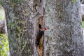 Pileated woodpecker making a hole Royalty Free Stock Photo