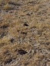 Large piles of cattle dung in dry, yellow grass