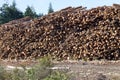 Large piles of cut tree trunks