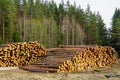 Large piles of pine logs at the edge of the forest prepared for transport, cut down forest, logging Royalty Free Stock Photo