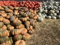 Large Piles Scattering of Orange Pumpkins and Gourds at a Pumpkin Patch Royalty Free Stock Photo