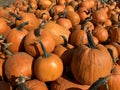 Large Piles Scattering of Orange Pumpkins and Gourds at a Pumpkin Patch Royalty Free Stock Photo