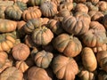 Large Piles Scattering of Orange Pumpkins and Gourds at a Pumpkin Patch Royalty Free Stock Photo