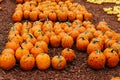 Large Piles Scattering of Orange Pumpkins Royalty Free Stock Photo