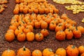 Large Piles Scattering of Orange Pumpkins