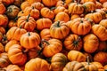 Large Piles Scattering of Orange small Pumpkins Royalty Free Stock Photo