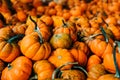 Large Piles Scattering of Orange small Pumpkins Royalty Free Stock Photo