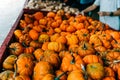 Large Piles Scattering of Orange small Pumpkins Royalty Free Stock Photo