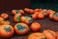 Large Piles Scattering of Orange small Pumpkins Royalty Free Stock Photo