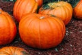 Large Piles Scattering of Orange small Pumpkins Royalty Free Stock Photo
