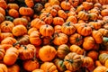 Large Piles Scattering of Orange small Pumpkins Royalty Free Stock Photo