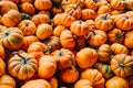 Large Piles Scattering of Orange small Pumpkins Royalty Free Stock Photo