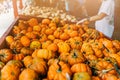 Large Piles Scattering of Orange small Pumpkins Royalty Free Stock Photo