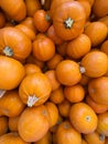 Large piles scattering of small pumpkins and gourds Royalty Free Stock Photo