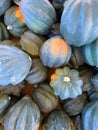 Large piles scattering of small pumpkins and gourds Royalty Free Stock Photo