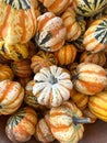 Large piles scattering of small pumpkins and gourds Royalty Free Stock Photo