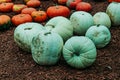 Large Piles Scattering of Orange Pumpkins