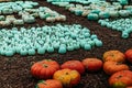 Large Piles Scattering of Orange Pumpkins