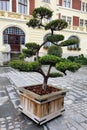 Large pine bonsai