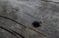 Large pine borer Chalcophora mariana close-up on a wooden surface