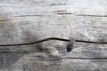 Large pine borer Chalcophora mariana close-up on a wooden surface