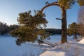 A large pine branch leaning over a frozen river on a sunny winter day Royalty Free Stock Photo