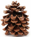 Large pine cone Royalty Free Stock Photo