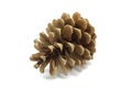 Large pine cone Royalty Free Stock Photo