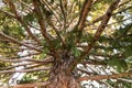 Large Pine Tree From Below Royalty Free Stock Photo