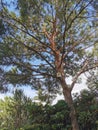 Large pine tree with a birdhouse