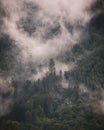 A large pine tree emerges from the forest shrouded in rising mist after a summer shower in the Black Forest Royalty Free Stock Photo