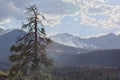 A large pine tree is in the foreground and the Schultz Fire near Flagstaff, Arizona is in the background.