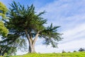 Large pine tree on a green hill, San Francisco, California Royalty Free Stock Photo