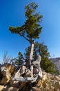 A Pine Tree Growing out of the Rocks Royalty Free Stock Photo