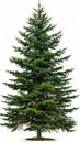 A large pine tree is shown on a white background Royalty Free Stock Photo