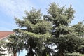 Large pine tree in spring time