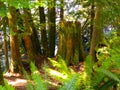 Large pine tree stump in the forest surrounded by ferns