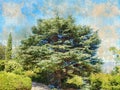 Large pine tree in a summer park. Tall tree with a large crown but against the blue sky and the sea. Digital watercolor painting Royalty Free Stock Photo