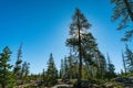 Large Pine Tree in Sunrise California Royalty Free Stock Photo