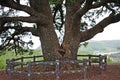 A large pine tree