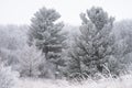 Large pine trees covered in rime ice in William O`Brien State Park in Minnesota Royalty Free Stock Photo