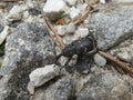 Large pine weevil bug beetle black yellow in the mountains