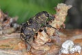 Large Pine Weevil (Hylobius abietis) eating the bark from a pine branch