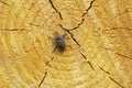 Large pine weevil, Hylobius abietis on fresh coniferous wood