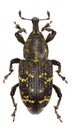 Large Pine Weevil on white Background