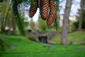 Pinecones Hanging From the Branch of a Pine Tree