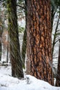Large Pines Pelted By Driving Snow Royalty Free Stock Photo