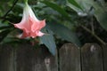 Pink Angel Trumpet Blossom with Old Gray Fence Background